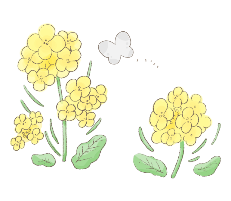 flower_nanohana_butterfly_tegaki_9051-768x667.png