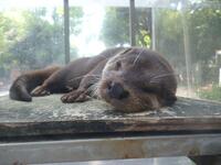 カワウソくん.JPG