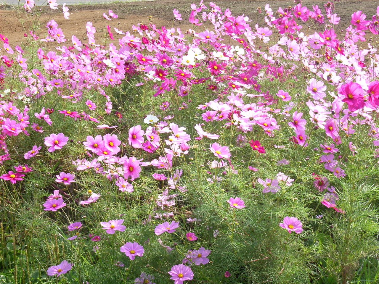 コスモス.JPG