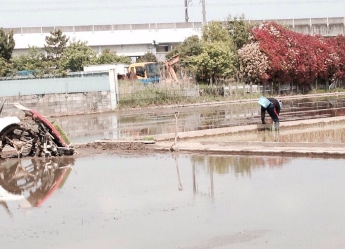 田植え1.jpg