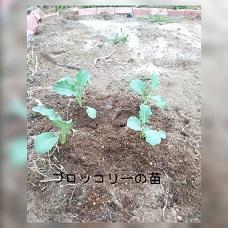 ブロッコリー.jpg