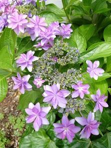 紫陽花.jpg