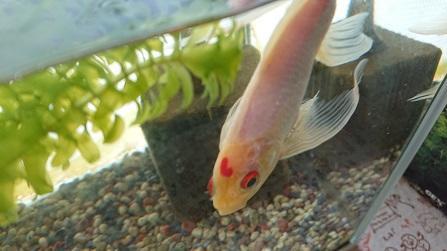 金魚1.JPG
