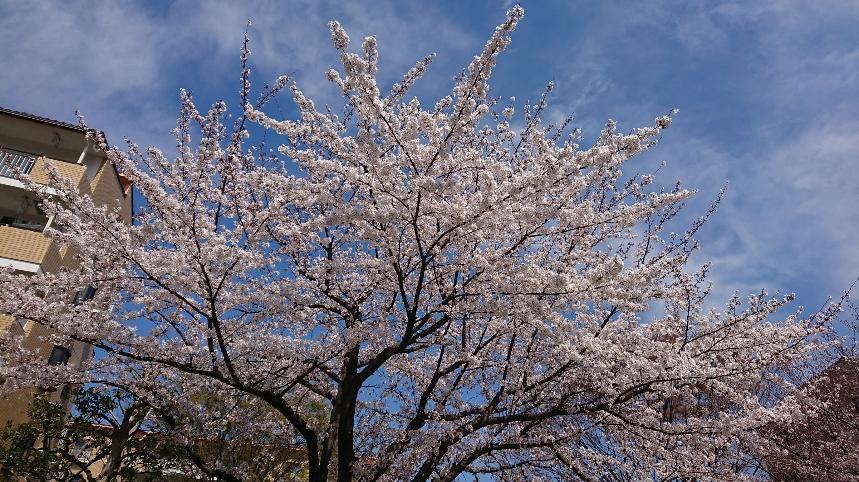 桜2.JPG