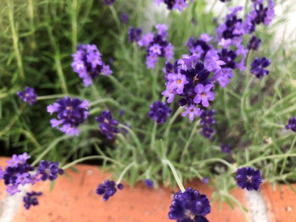 ラベンダー.jpg