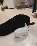 ワンコ＆ウサギ.jpg