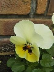 パンジー2.JPG