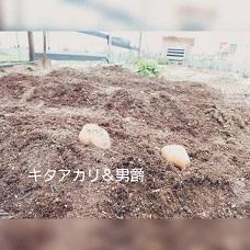 じゃがいも.jpg