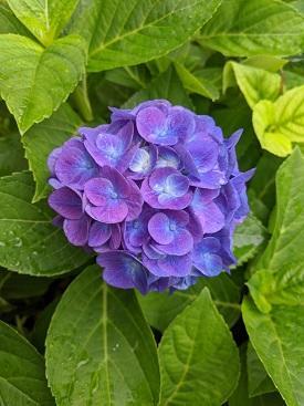 紫陽花.jpg