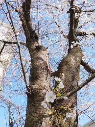 桜２.jpg