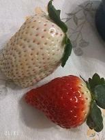 イチゴ.jpg