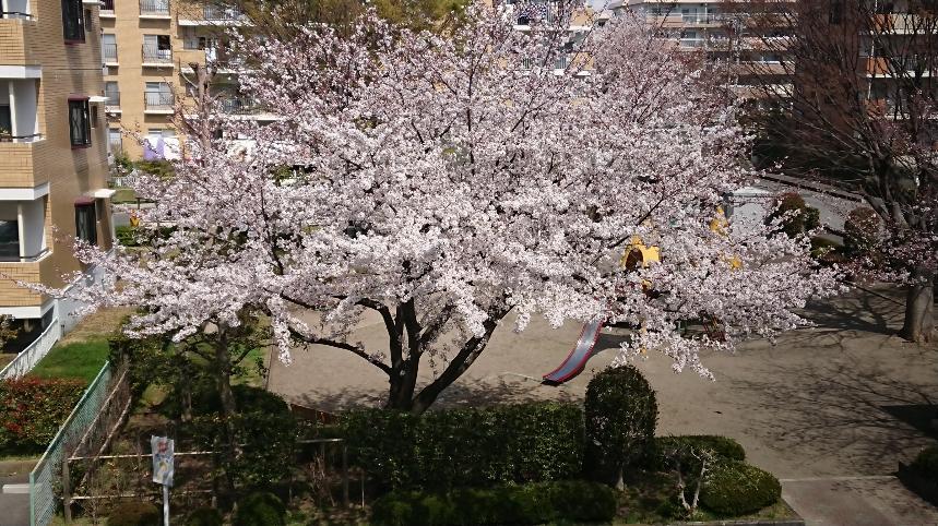 桜.JPG