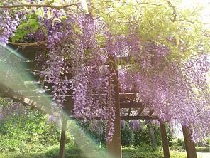 藤１.jpg