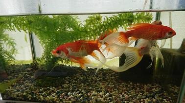 金魚3.JPG