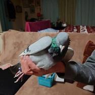 鳩1.jpg