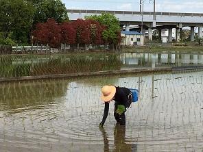 田植え.jpg