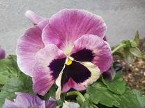 パンジー3.JPG