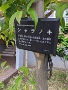 シャラの木1.jpg