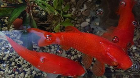 金魚2.JPG