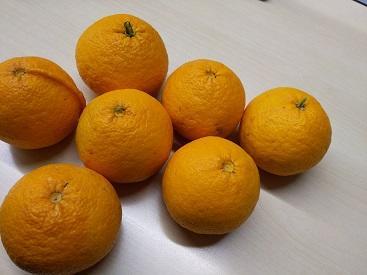 夏みかん.jpg