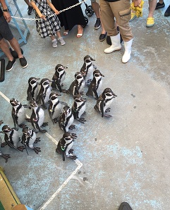 ペンギン.jpg