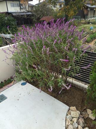 アクセントのお花