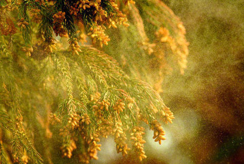 花粉　写真.jpgのサムネイル画像