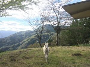 やぎ1.JPGのサムネイル画像