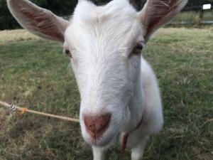 やぎ2.JPG