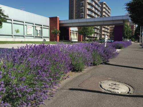 2016-07-13 15.31.04.jpg