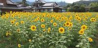 ひまわり①.jpg