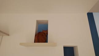 キャットウォーク使用例②