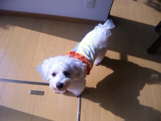 訪問をとっても喜んでくれた『モカ』ちゃんのビフォー・アフターもごらん下さい