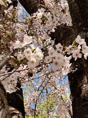 桜.jpg