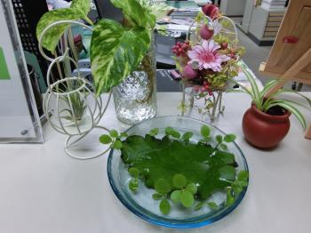 CIMG5275.JPGのサムネイル画像