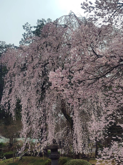 枝垂れ桜.png