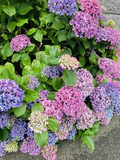 紫陽花2.jpg