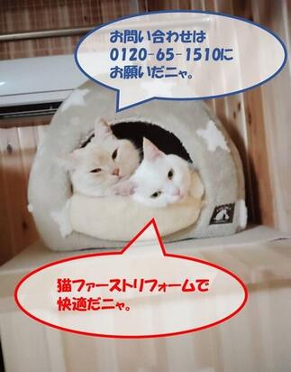 にゃんだふる～～