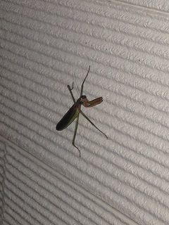 カマキリ.JPG