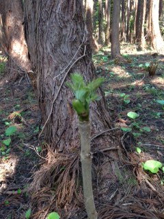 タラの芽.JPG