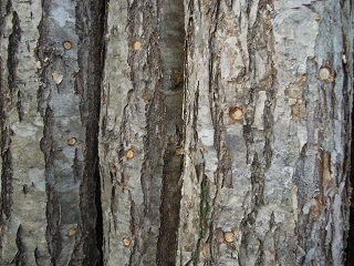 DSCN2200 - コピー.JPG