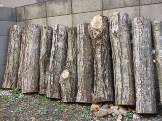 DSCN2201 - コピー.JPG