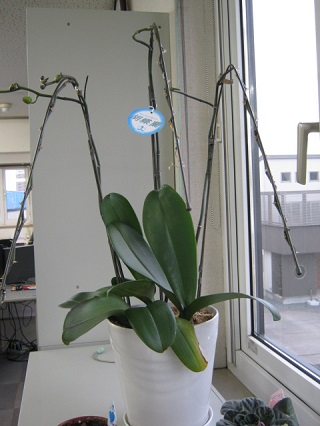 IMG_2203 - コピー.JPG