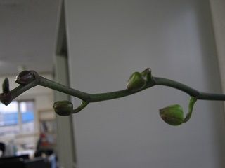 IMG_2205 - コピー.JPG