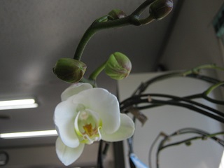 IMG_2206 - コピー.JPG