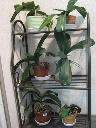 IMG_2207 - コピー.JPG