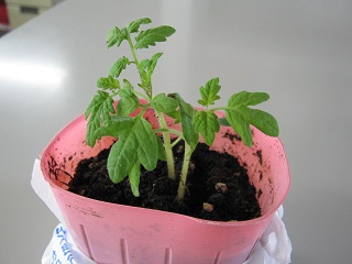 IMG_2243 - コピー.JPG