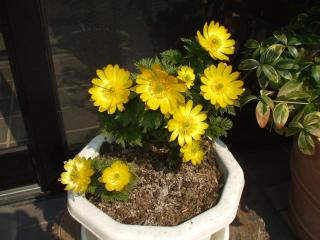 DSCF3915.JPGのサムネイル画像