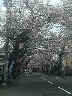 桜川.JPG