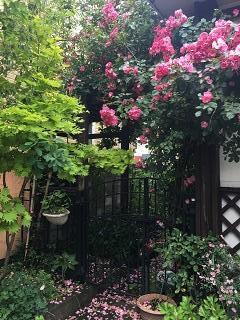 IMG_3592 - コピー.JPG